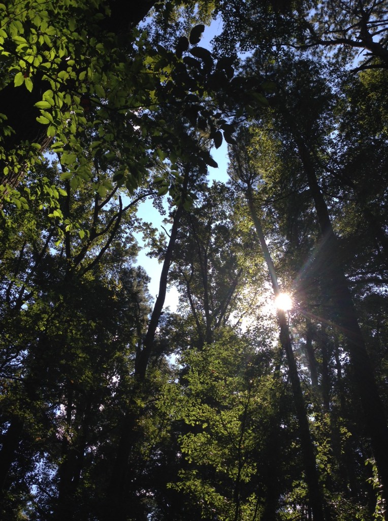 Woodlands Gardens sunlight